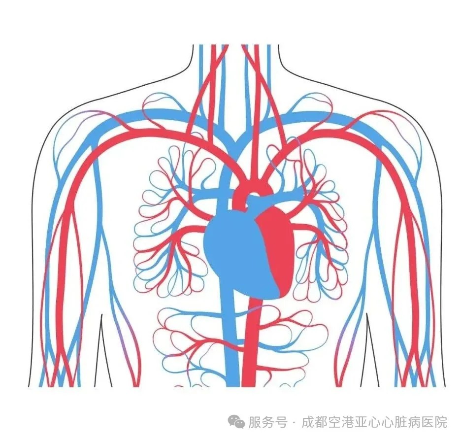 冠脉CT vs 冠脉造影：心脏病患者该如何选择？