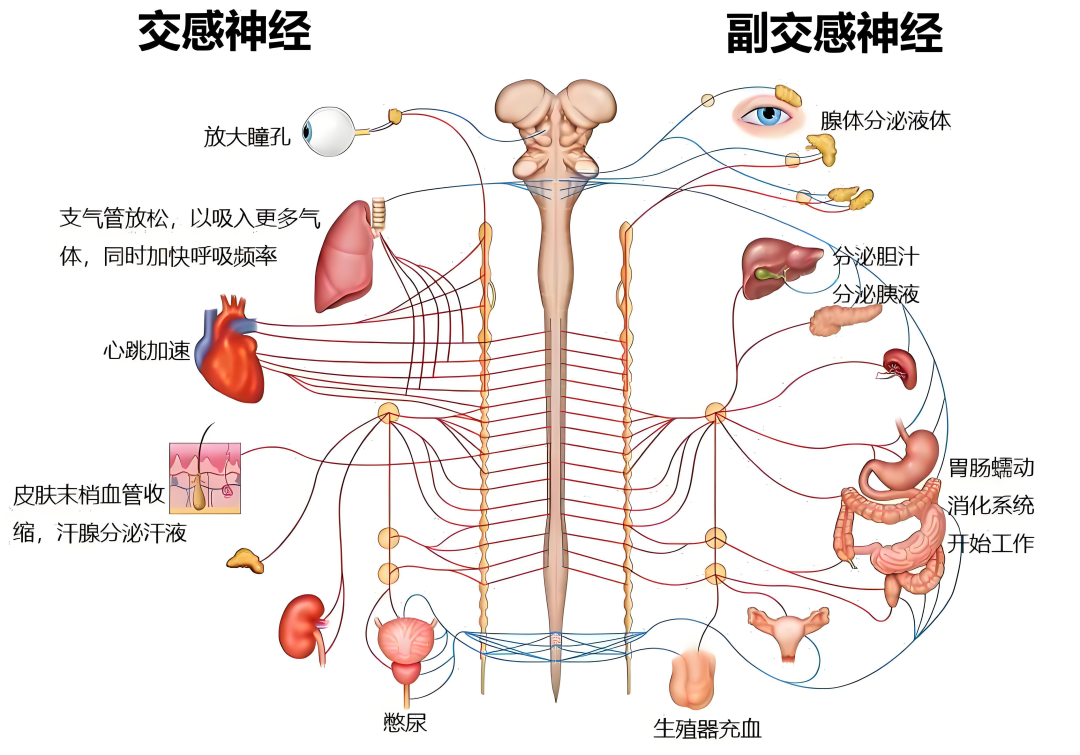 你的身体里住着一对“欢喜冤家”：交感神经与迷走神经